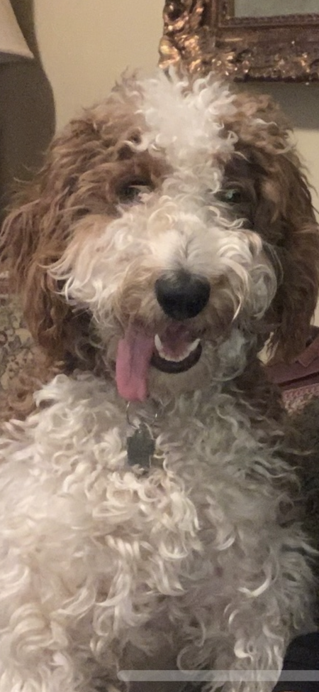 Entry image for Maggie May. Clicking this image will show a larger photo