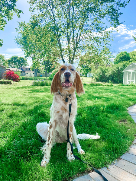 Entry image for Rowan. Clicking this image will show a larger photo