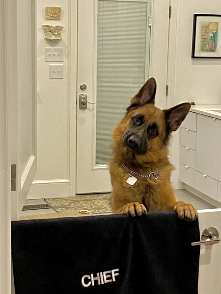 Entry image for Chief. Clicking this image will show a larger photo
