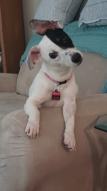 Entry image for Olive. Clicking this image will show a larger photo