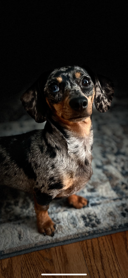 Entry image for Dixie . Clicking this image will show a larger photo
