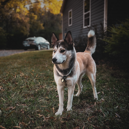 Entry image for Stella. Clicking this image will show a larger photo