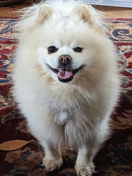 Entry image for Louie. Clicking this image will show a larger photo