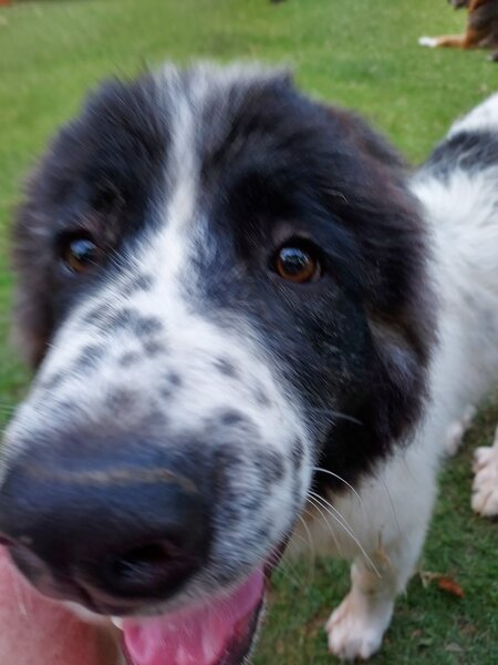 Entry image for Chip. Clicking this image will show a larger photo