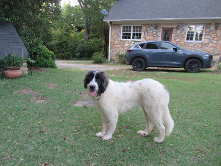 Entry image for Chip. Clicking this image will show a larger photo