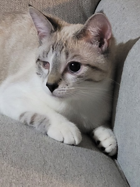 Peaches