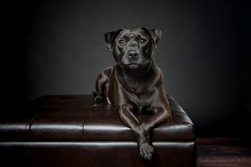 Vote for Sweet Pea Outcast Rescue 2023 Cover Dog Contest