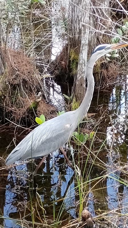 Wading Heron