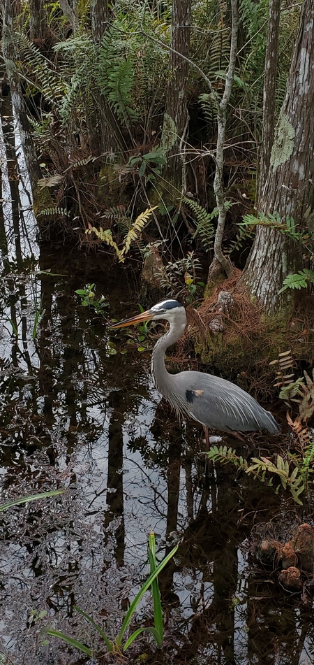 Unexpected Visitor