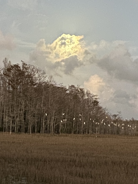 Moonlit Roost