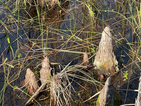 Cypress knees