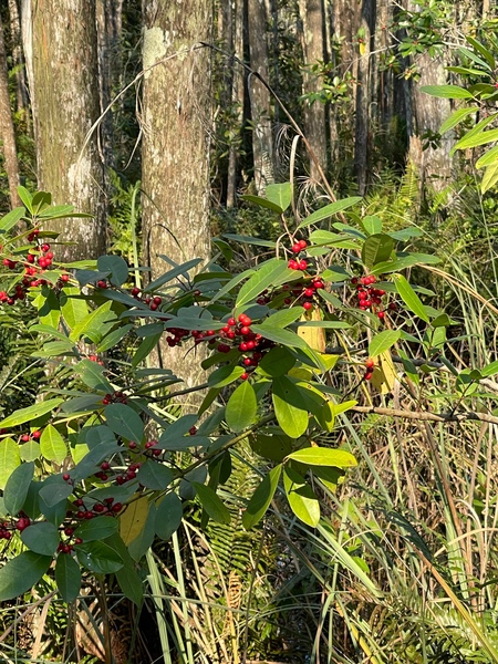 Red berries