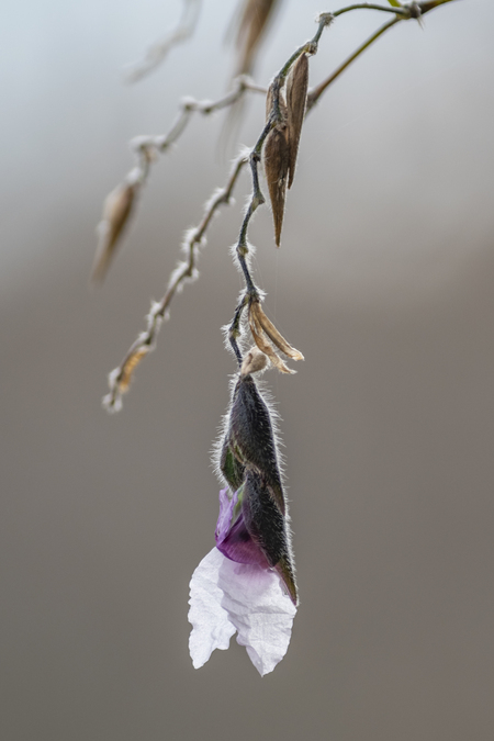 Blooming Alligator Flag