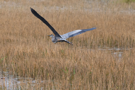 Winter Flight