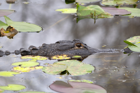 Resting Gator