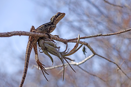 Lizard Curves