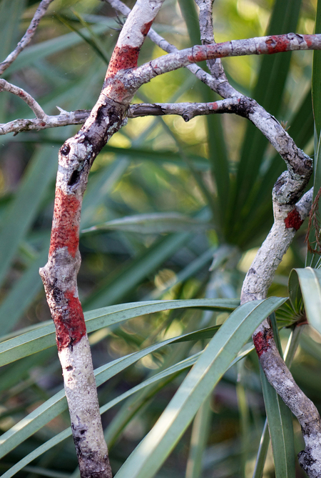 Red Lichen