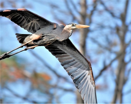 Great Blue Flyover