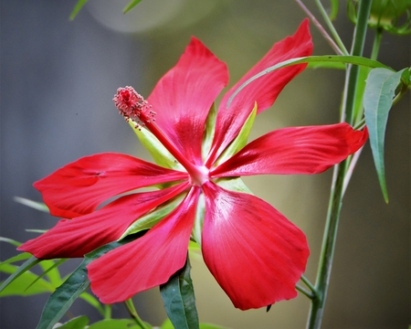 Native Scarlet Hibiscus