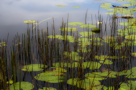 Mystic Reflections