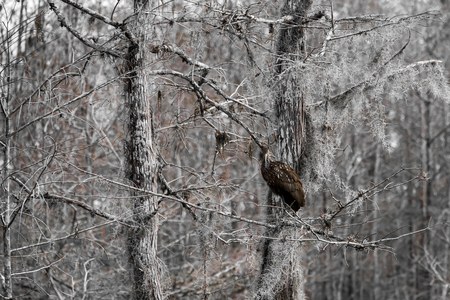 Camouflaged Lumpkin