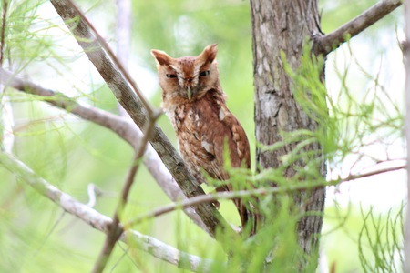 Morning owl