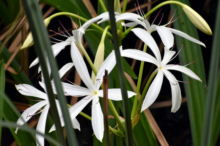 Swamp Lilly Bouquet