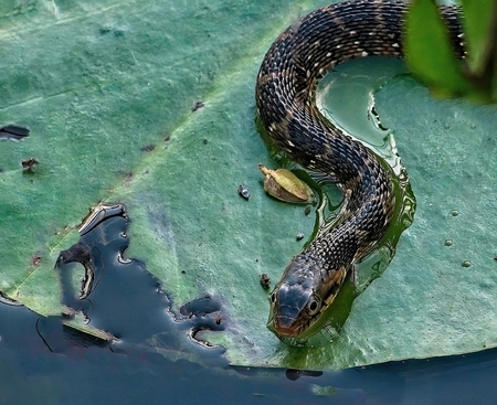 Snake Resting