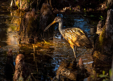 Limpkin on the hunt for snails