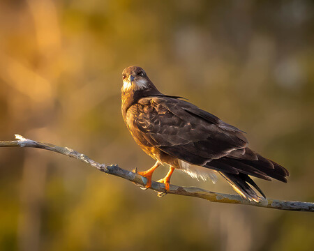 Snail Kite in the late afternoon
