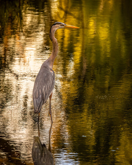 Blue Heron patiently Wading