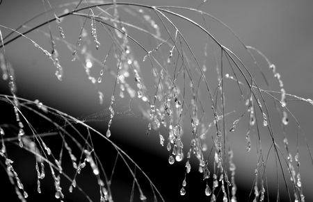 Dew drops 