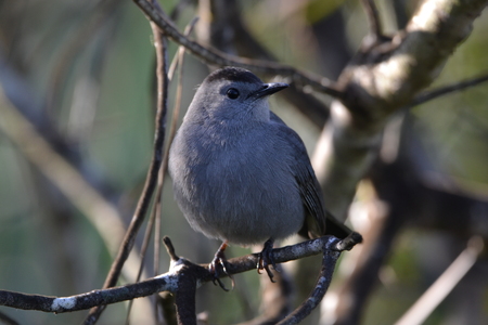 Catbird in the Thicket