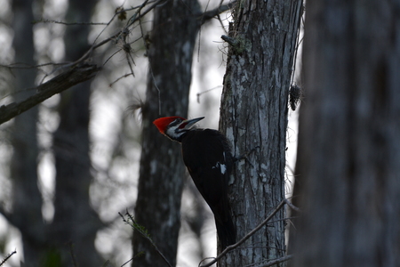 Pileated on the Cypress