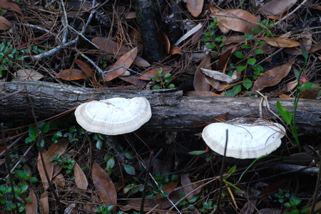 Lichen on Log