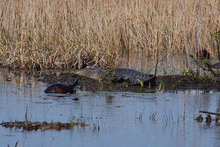 Alligator and Turtle