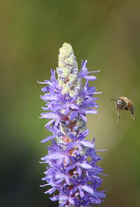 Pollen seeker 