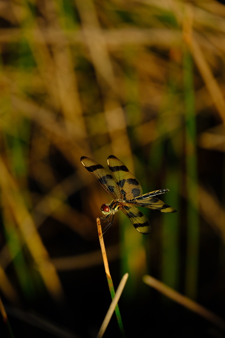 Windy Dragonfly