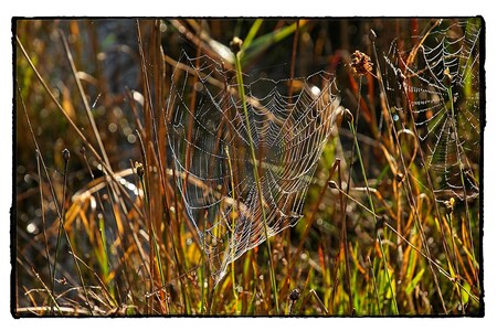 Cobwebs