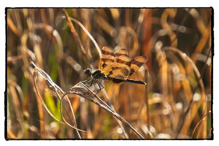 A busy dragonfly resting