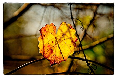 A beautiful backlit leaf