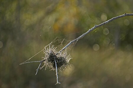 A whatchamacallit and a cobweb