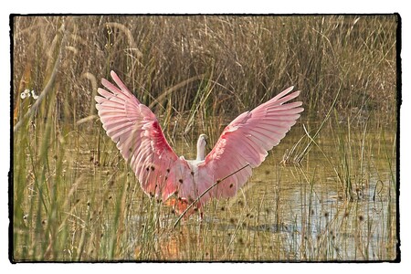 Roseate spoonbill with wings sprung open