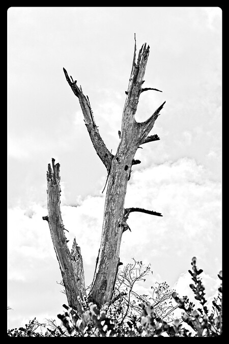 Dead tree #1