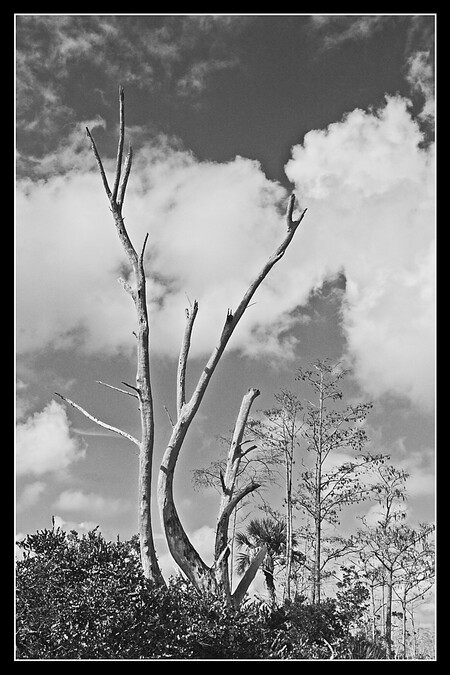 Dead tree #2