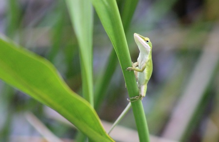 Green bean boy 