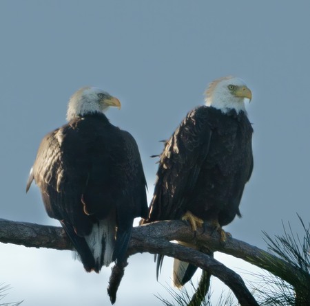 Eagles Over Grassy Waters