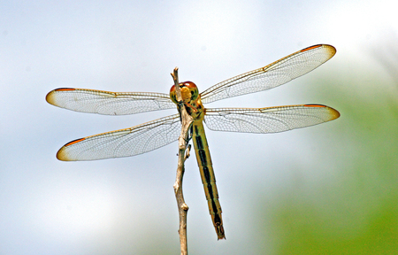 Delicate Wings Green Darter