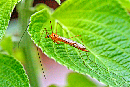 Crane Fly