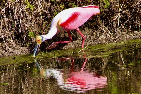 Roseate Reflection